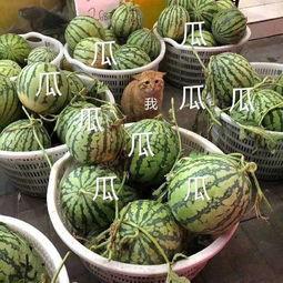 娱乐里的瓜还没吃就分,未尝先知，揭秘明星幕后故事